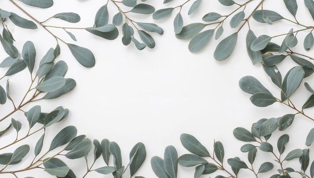 Eucalyptus branches creating minimal botanical frame on white background
