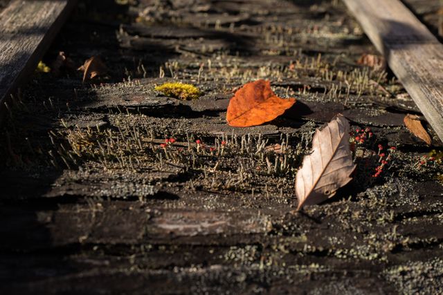 Fallen Leaves on Mossy Wooden Surface in Sunlight - Download Free Stock Images Pikwizard.com