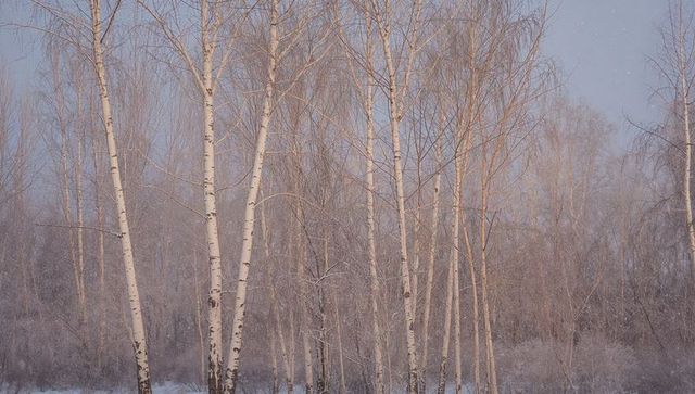 Pale birch grove receiving gentle snowfall in soft winter morning light