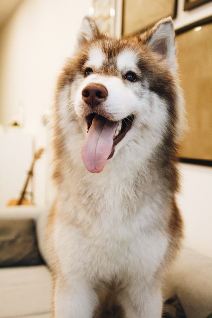 Image of a joyful Alaskan Malamute dog with its tongue out, indoors. Perfect for use in pet care products, veterinary services advertisements, dog breed showcases, or promoting happy pet lifestyles.