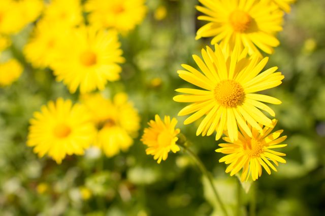 Vivid yellow daisies basking in sunlight with a soft-focus background. This bright and cheerful scene is perfect for nature-related projects, springtime promotions, or any design needing a touch of vibrancy and freshness. Suitable for use in botanical blogs, garden-themed invitations, and home décor products.