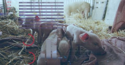 Digital Graphs Overlay on Pig Farm Cam View - Download Free Stock Images Pikwizard.com