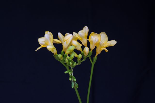 Yellow freesia flowers, contrasting against a dark background, creating a striking visual effect. This can be used for floral-themed content, nature photography, gardening blogs, or as a decorative element in prints and posters. The vibrant yellow color can also be used in spring or summer themed designs.