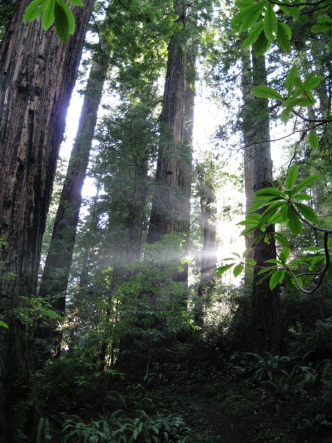Sunlight filters through tall redwood trees in a lush forest, casting rays of light onto the forest floor. This serene scene highlights the natural beauty of the forest and the majestic presence of ancient redwoods. Ideal for environmental conservation topics, nature wallpapers, promoting outdoor activities, or emphasizing the tranquility and beauty of wilderness settings.