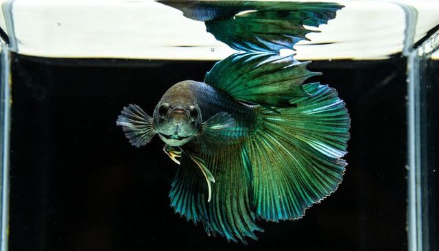 Iridescent turquoise betta fish swimming face-on with flowing fins and water reflection