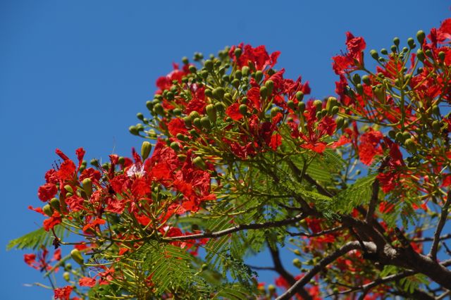 Bright red flowers are seen blooming against a clear blue sky, creating a vibrant and lively atmosphere. This image can be perfect for use in nature-related publications, travel brochures, gardening blogs, and summer-themed advertising campaigns. The vivid colors and clear sky depict a sense of freshness and vitality.