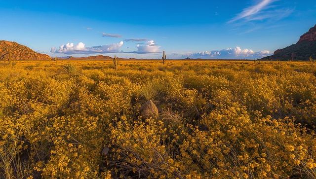 Golden wildflower desert carpet with saguaro cacti at sunset panoramic landscape