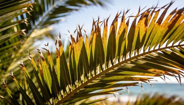 Backlit palm frond glowing over tropical beach, sunlit leaflets and blurred ocean