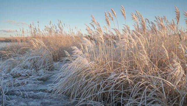 Frost-coated marsh reeds catching golden dawn light over frozen coastal channel