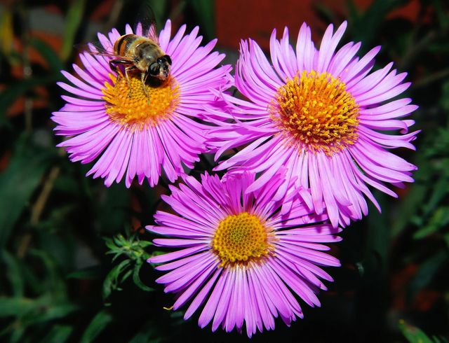 Three vibrant purple aster flowers with yellow centers are seen being pollinated by a bee. This image captures the beauty of nature and the crucial role bees play in pollination. Perfect for use in environmental articles, gardening blogs, educational materials on pollination, or nature-inspired designs.