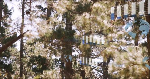 Sunlit pine canopy reflecting digital globe overlay on glass, blending nature and tech