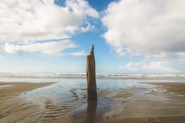 Weathered driftwood stands alone on tranquil sandy beach with ocean waves and cloudy sky in background. Ideal for use in nature-themed projects, environmental campaigns, or beach destination promotions.