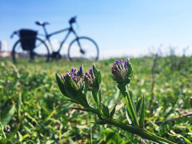 Close-up of purple wildflowers blooming in a grassy field with a blurred silhouette of a bicycle in the background under a clear blue sky. This image represents themes of nature, outdoor activities, relaxation, and a healthy lifestyle. Perfect for use in advertisements for outdoor recreation, environmental conservation, travel blogs, and websites promoting cycling and fitness.