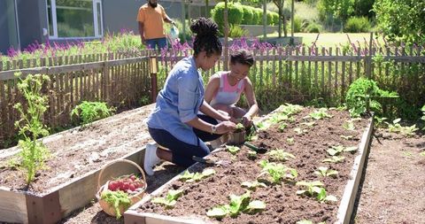 African american family planting seedlings in sunlit backyard raised garden beds