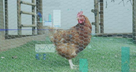 Brown hen in coop with holographic data overlays
