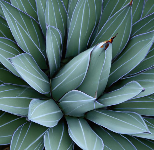 Close up of multiple green agave leaves with lines. Flowers, nature, harmony and colour concept.