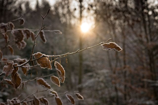 Beech leaves sun sun rays - Download Free Stock Photos Pikwizard.com
