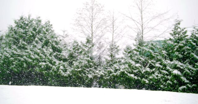 Snow-Covered Evergreen Trees During Winter Snowfall - Download Free Stock Images Pikwizard.com