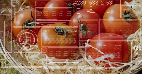 Fresh Red Tomatoes with Digital Analytics Interface Innovation