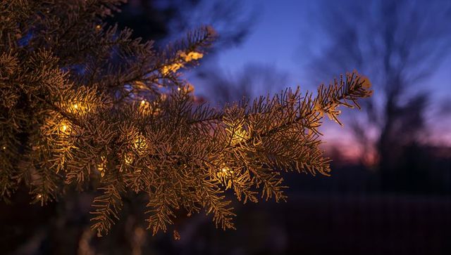 Glowing evergreen branch decorating yard with warm white lights at frosty twilight