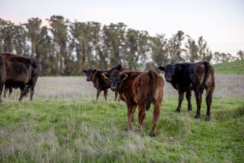 Angus calves grazing on rolling green pasture near eucalyptus trees at dusk