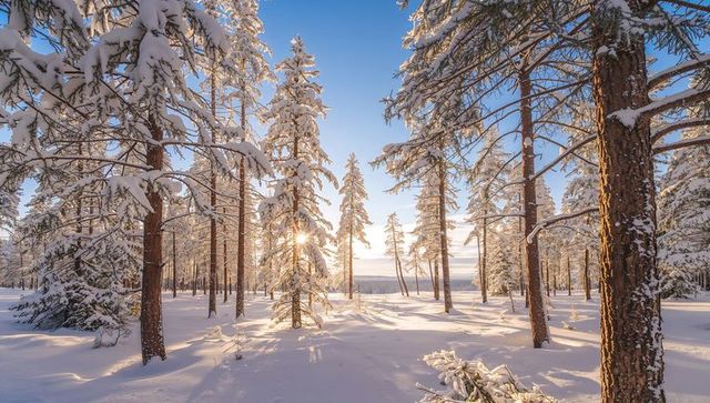 Sunlight Streaming Through Snow-Laden Pines in Winter Boreal Forest