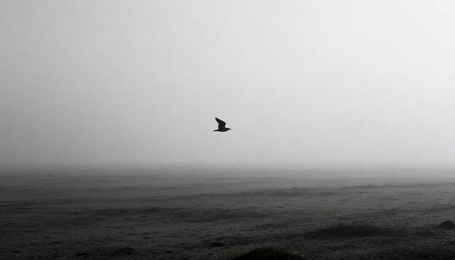 Solitary gull gliding over foggy coastline at dawn monochrome silhouette moody