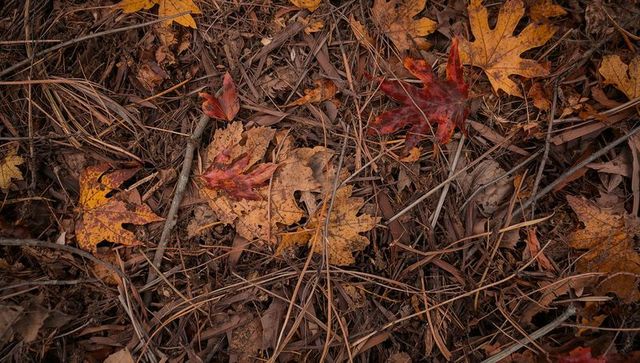 Autumn oak leaves on forest floor with pine needles and twigs rustic fall texture closeup
