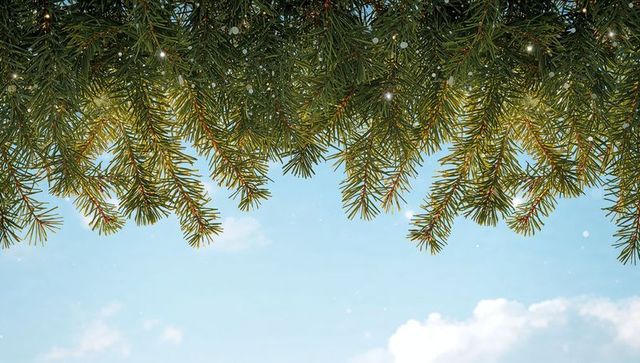 Evergreen branch canopy framing pale blue sky with soft clouds and dew drops