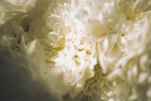 Close-up of White Chrysanthemum Flowers with Soft Focus - Download Free Stock Photos Pikwizard.com