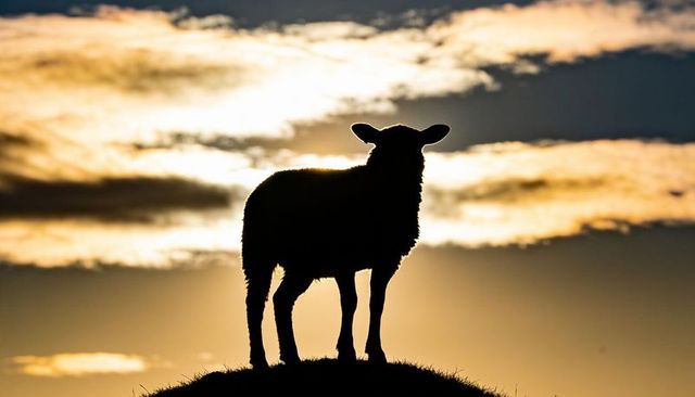 Lone sheep standing on hill silhouette with rim lighting over grassland horizon at dawn