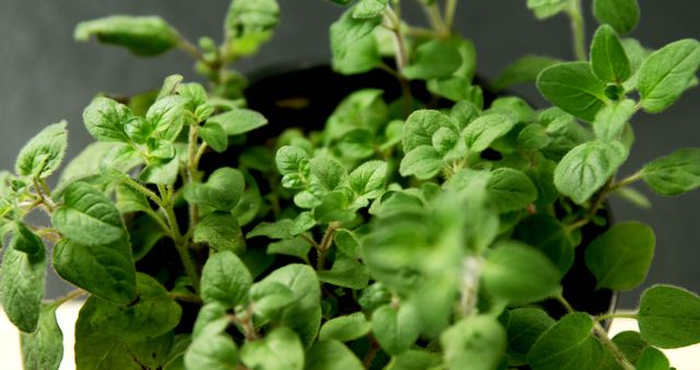 Close-up of Fresh Oregano Plant in Pot - Download Free Stock Images Pikwizard.com