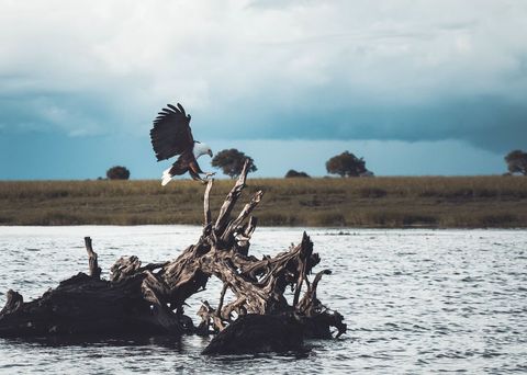 Bald Eagle Lands Gracefully on a Weathered Tree Branch