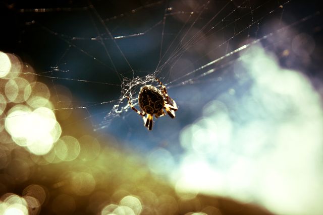 Close-up of Spider on Web with Bokeh Background - Download Free Stock Photos Pikwizard.com