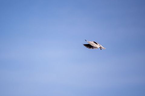 Minimalist seagull soaring against vast clear blue sky with expansive calm negative space