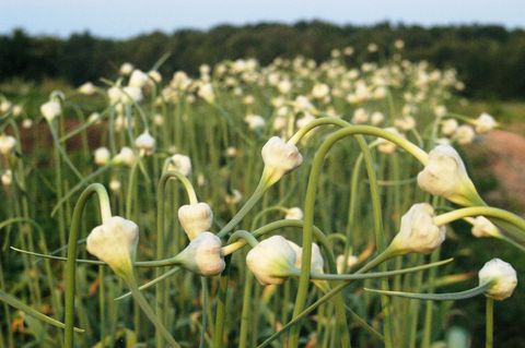Curving garlic scapes blooming in organic farm field rows at golden hour