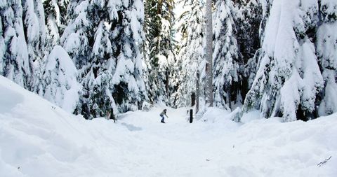 Person Trekking in Snowy Forest Winter Adventure Serenity - Download Free Stock Images Pikwizard.com