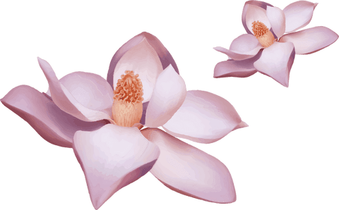 Elegant pale pink magnolias on transparent background