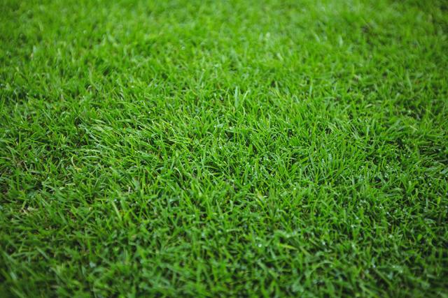 This vibrant green grass background is ideal for use in gardening websites, landscaping advertisements, nature-themed presentations, and outdoor lifestyle blog posts. Its fresh and lush appearance makes it perfect for spring and summer campaigns, as well as environmental and agricultural content.
