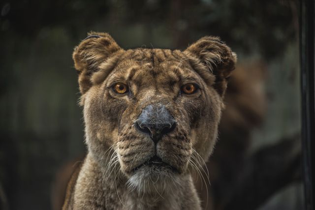 Close-Up of a Detailed Lioness Face Staring Intently - Download Free Stock Photos Pikwizard.com