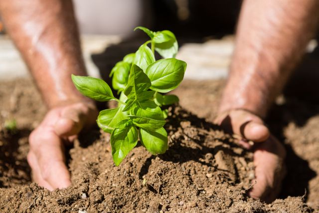 This image captures the essence of gardening and sustainable living. Ideal for use in articles or advertisements related to gardening, environmental conservation, sustainable agriculture, and outdoor activities. It can also be used in educational materials about plant growth and care.