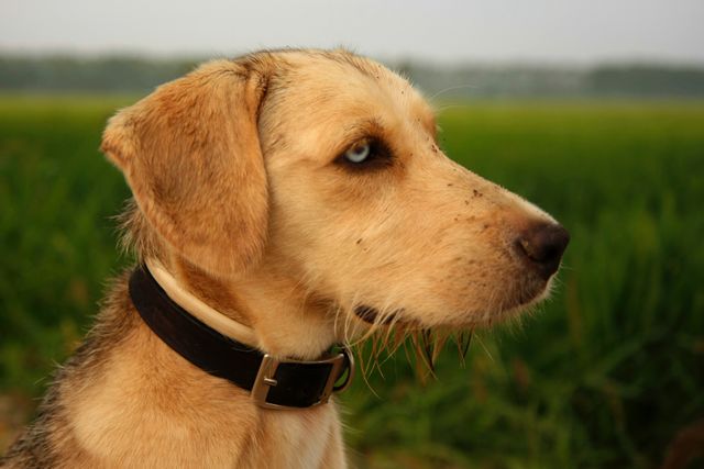 Blue-Eyed Dog Sitting in Green Fields - Download Free Stock Photos Pikwizard.com