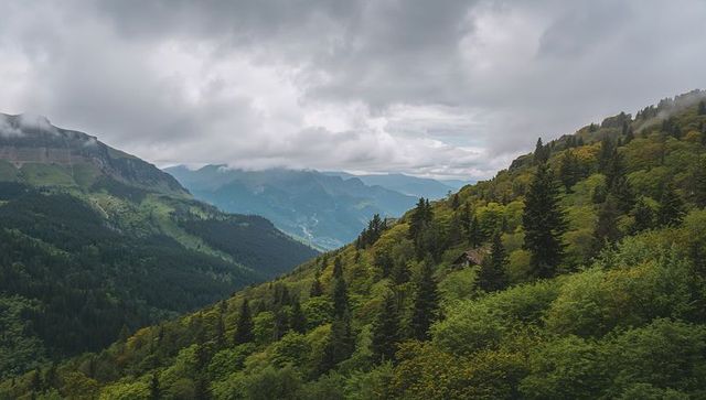 Foggy alpine valley with lush forested hillside and rustic cabin nestling in evergreens
