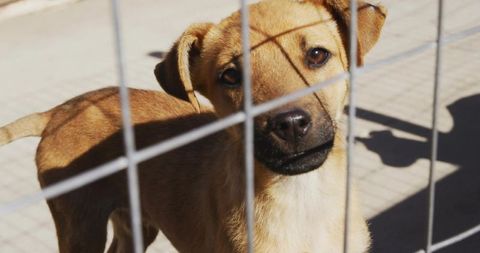 Curious brown dog behind fencing in shelter environment