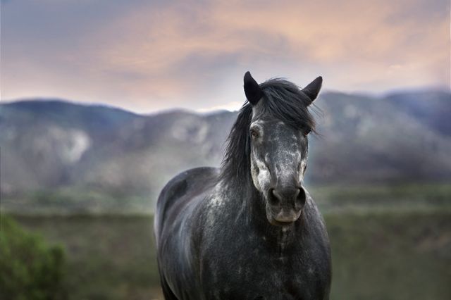 Majestic Black Horse in Nature with Mountain Background - Download Free Stock Photos Pikwizard.com