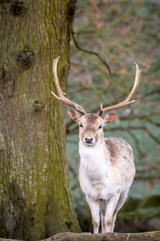 Graceful fallow buck standing in forest