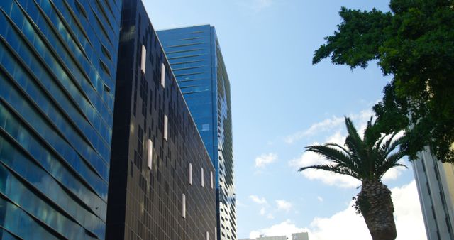 Modern skyscrapers reflecting sunlight against blue sky with a palm tree. Useful for urban planning presentations, real estate advertising, travel brochures, and blog posts about city living and architecture.