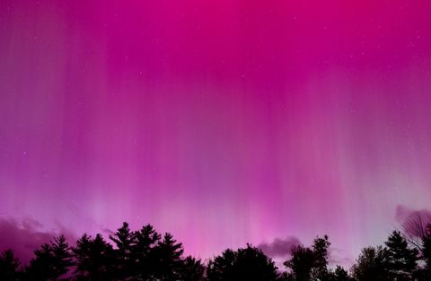 Vivid magenta and purple aurora borealis over pine forest silhouette night sky panorama