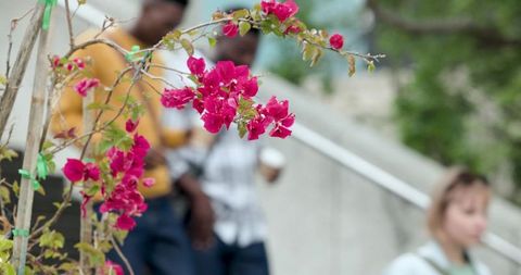 Bougainvillea blooms in urban stairway foreground with blurred pedestrians holding coffee cup