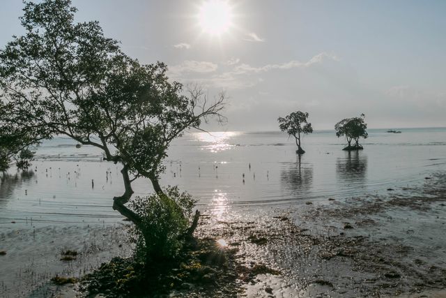 Sunlit Coastal Mangrove Trees Reflecting on Calm Ocean Water - Download Free Stock Photos Pikwizard.com